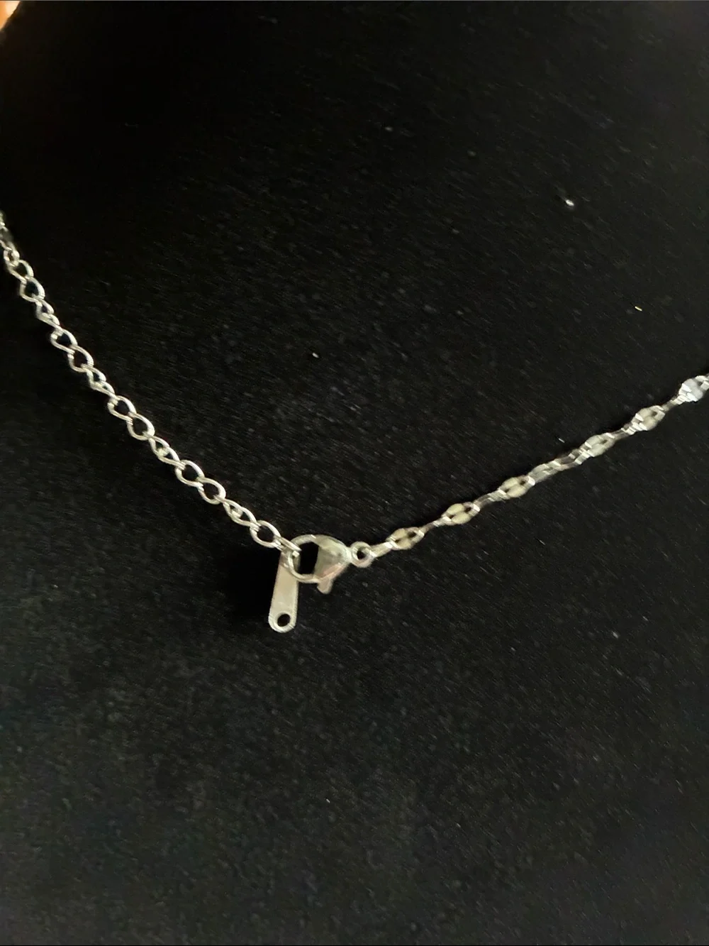 N/A delicate turtle